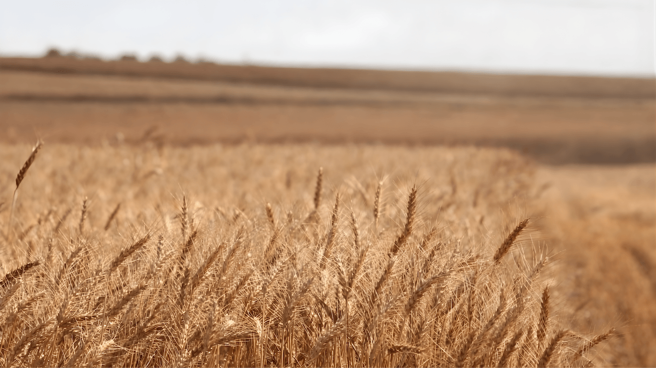 Certification GLOBALG.A.P. IFA — bonnes pratiques agricoles avec BCI France